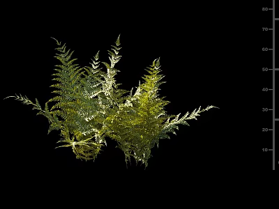 Green Shrub with Lush Fern Like Foliage and Measurement Scale on Black Background 3d model
