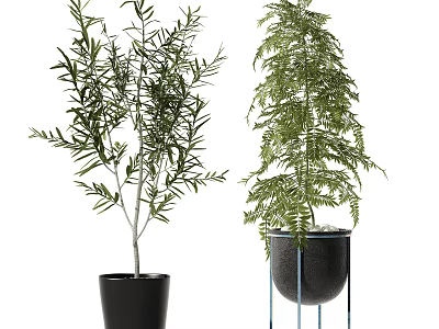 Indoor Decorative Bonsai Potted Plants With Different Leaf Types Black Pots And Stand Base 3d model