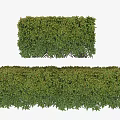 Well Trimmed Green Bushes With Neat Rectangular Shape For Garden Landscaping