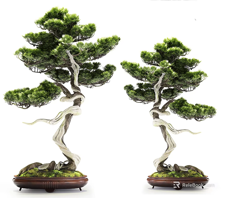 Decorative Bonsai Plants With Twisted Trunks Green Pine Foliage And Moss Covered Bases 3d model 