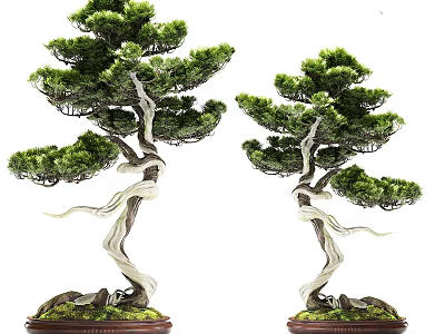 Decorative Bonsai Plants With Twisted Trunks Green Pine Foliage And Moss Covered Bases 3d model