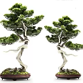 Decorative Bonsai Plants With Twisted Trunks Green Pine Foliage And Moss Covered Bases