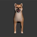 Brown Shiba Inu Standing With Curled Tail On Dark Reflective Surface