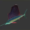 Sailfish With Blue And Yellow Body Large Dorsal Fin And Pointed Bill