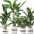 Different Types of Potted Plants with Large Green Leaves in White Gold Striped Pots