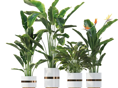 Different Types of Potted Plants with Large Green Leaves in White Gold Striped Pots 3d model