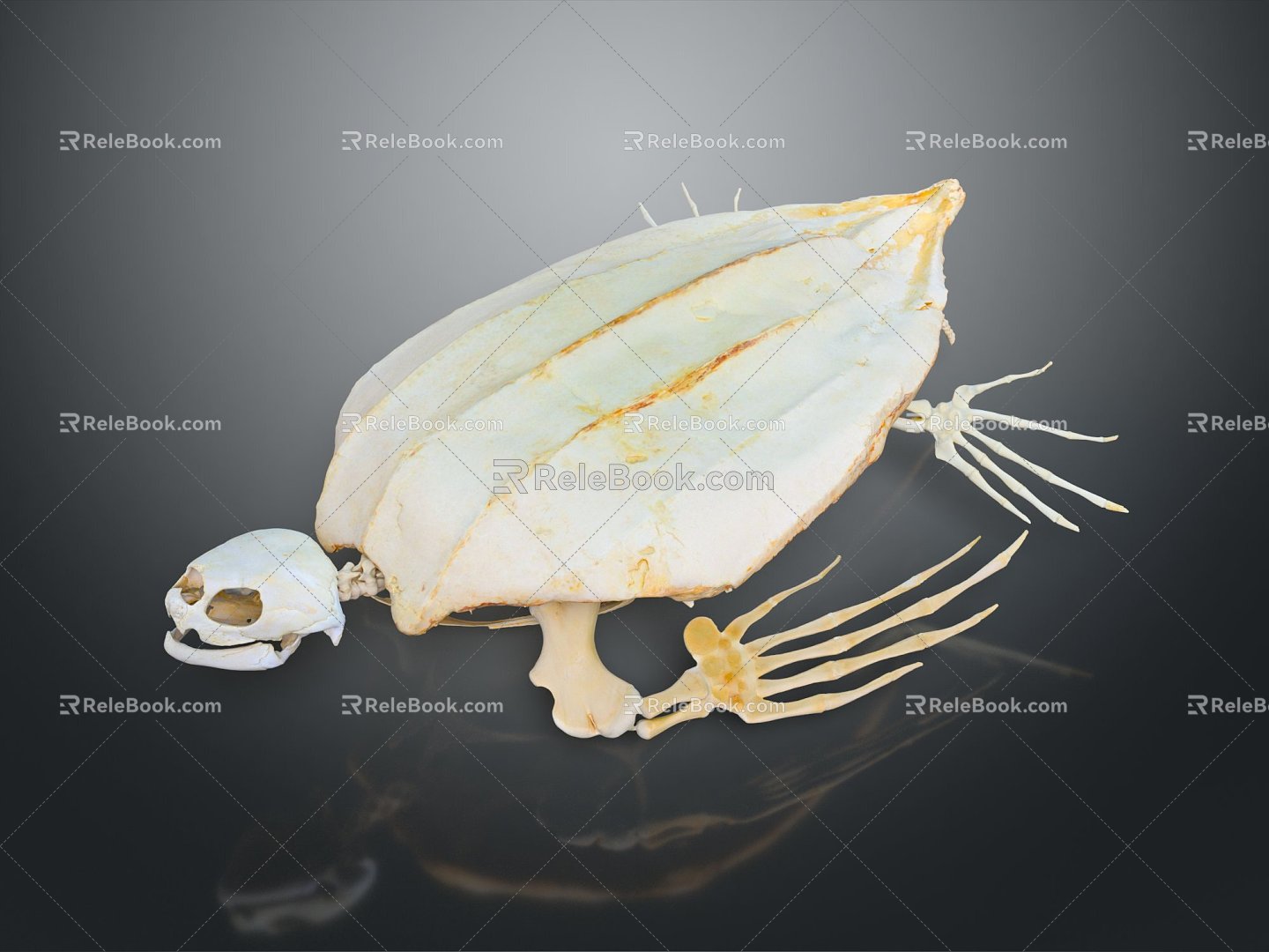 Modern Bone Tortoise Skeleton Tortoise Bone Tortoise Fossil Turtle 3d model