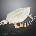 Modern Bone Tortoise Skeleton Tortoise Bone Tortoise Fossil Turtle 3d model