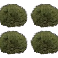 Four Green Round Spherical Bushes Ornamental for Garden Landscaping Design