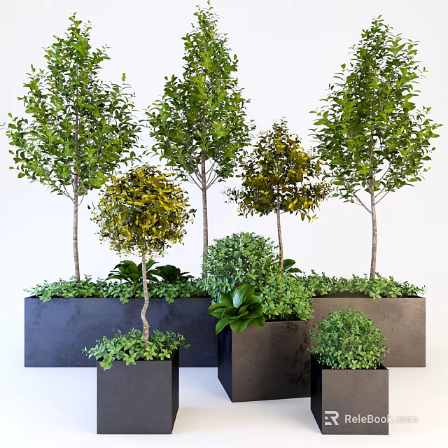 Various Sizes Different Shapes Potted Plants In Black Square Pots Neatly Arranged White Background 3d model 