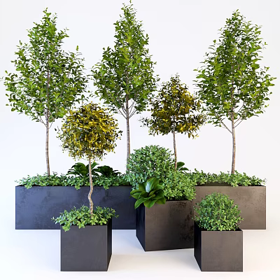 Various Sizes Different Shapes Potted Plants In Black Square Pots Neatly Arranged White Background 3d model