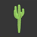 Green Cactus Plant With Textured Arms Standing On Dark Background