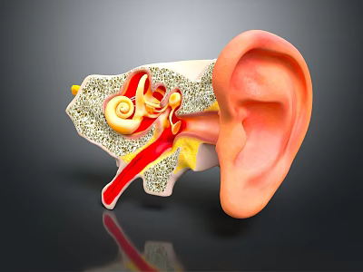 Detailed Human Ear Anatomical Structure Showing Internal Parts Like Cochlea And Semicircular Canals 3d model