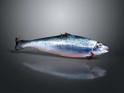 Whole Fresh Fish with Silver Pink Body on Grey Background and Clear Reflection 3d model