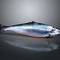 Whole Fresh Fish with Silver Pink Body on Grey Background and Clear Reflection