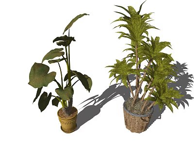Two Bonsai Potted Plants with Large and Lush Leaves in Clay Pot and Wicker Basket 3d model