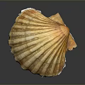 Beautiful Natural Orange Yellow Striped Scallop Shell As Decorative Household Item For Home Decor