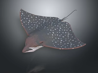 Spotted Stingray With Brown Body And White Dots Swimming Underwater 3d model