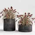 Bonsai Potted Plants With Red Yellow Spikes In Dark Gray Cylindrical Pots