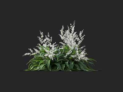 Beautiful Garden Plant With White Small Flowers And Green Long Leaves 3d model