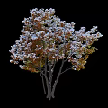Beautiful Winter Arbor With Snow Covered Orange Red Leaves On Black Background