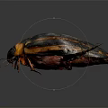 Flying Beetle With Black And Orange Hard Shell Body On Dark Background Close Up