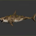 Brown Shark with Yellow Stripes Open Mouth Showing Sharp Teeth on Gray Background 3d model