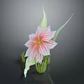 Pink and White Striped Flower Plant with Green Leaves and Stem on Dark Background