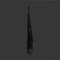 Brown Spotted Fish With Large Eyes Fins Tail And Shiny Scales On Dark Background