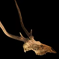 Deer Skull With Large Antlers Display On Black Background For Decoration