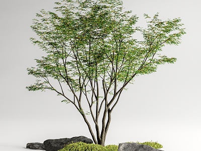 Red maple landscape tree courtyard arbor maple courtyard sketch moss micro-terrain stone model