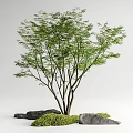 Red maple landscape tree courtyard arbor maple courtyard sketch moss micro-terrain stone 3d model
