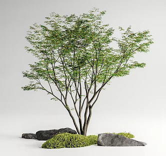 Red maple landscape tree courtyard arbor maple courtyard sketch moss micro-terrain stone 3d model
