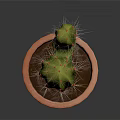 Healthy Green Cactus Growing in Orange Terracotta Pot on Dark Background