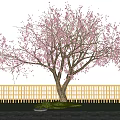Garden Landscape With Pink Blossom Tree Wooden Fence and Brick Pavement