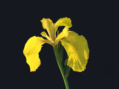 Vibrant Yellow Iris Flower With Yellow Petals And Green Stem On Black Background 3d model