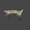 Fresh Raw Blue Swimming Crab With Long Claws And Spotted Legs
