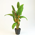 Bonsai Potted Plant With Large Green Leaves Orange Flowers And Black Pot