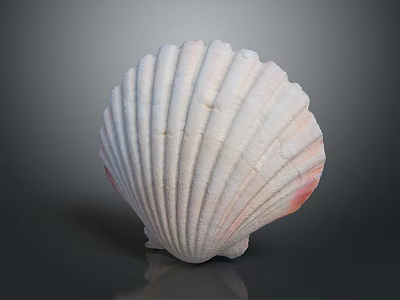 Artistic Carved Shell Sculpture With White Pink Edges And Detailed Radial Textures 3d model