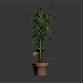 Different Types of Potted Plants Including Sunflower and Green Leafy Varieties in Clay Pots