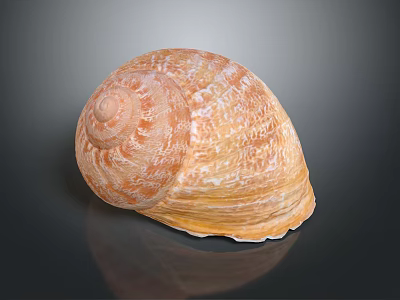 Decorative Ornament Set with Orange Yellow Textured Seashell for Home Decor on Dark Background 3d model