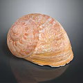 Decorative Ornament Set with Orange Yellow Textured Seashell for Home Decor on Dark Background