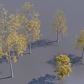 Trees With Yellow Leaves And White Trunks On Gray Ground Different Sizes And Shadows