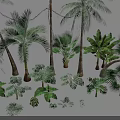 Diverse Tropical Plant Collection Featuring Palm Trees Large Leafy Greenery And Various Ferns