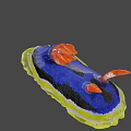 Vibrant Colorful Sea Slug With Blue Body Yellow Edge And Red Tentacles