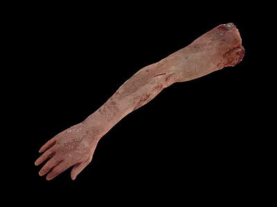 Detailed Human Arm Organ Model With Skin And Hair Features 3d model