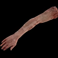 Detailed Human Arm Organ Model With Skin And Hair Features