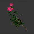 Small And Tall Plants With Pink Flowers Green Leaves And Visible Roots