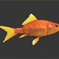 Orange Goldfish With Yellow Fins And Tail Swimming On Dark Background With Reflection