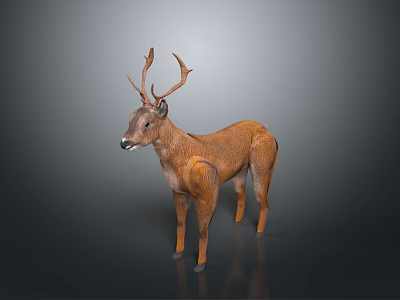 3D Rendered Realistic Brown Deer Model With Antlers Standing On Dark Background 3d model